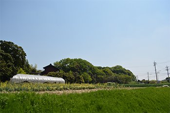 農家の畑